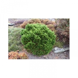 Pušis baltažievė (Pinus  leucodermis) &#039;Smidtii&#039;
